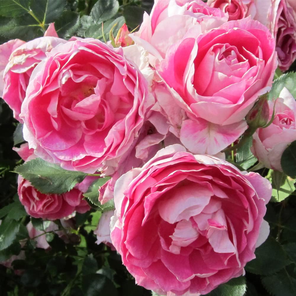 Heirloom Roses Rose Plant - Carefree Wonder™ Pink Rose Bush, Landscape Live Plant for Planting Outdoors