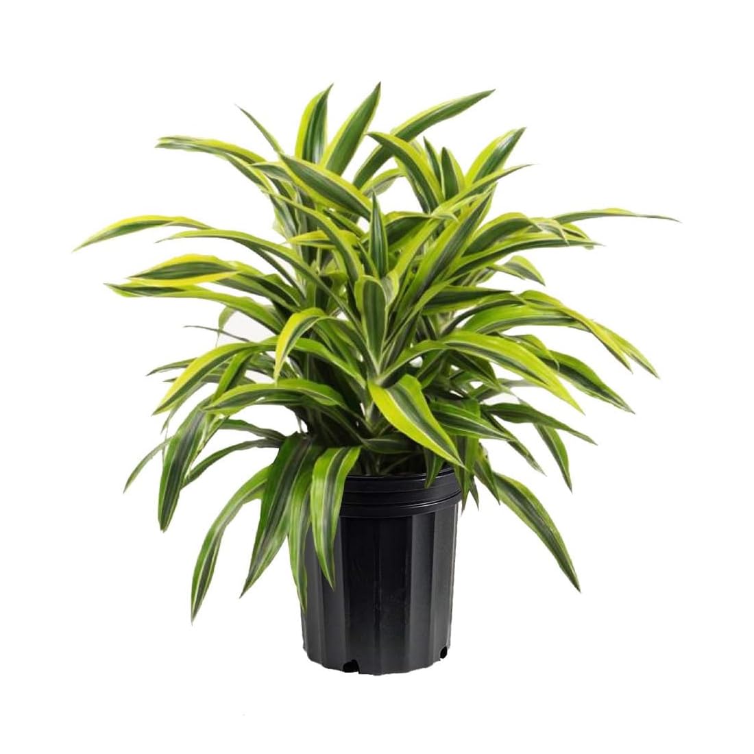 American Plant Exchange Dracaena Lemon Lime – 3-Gallon with Pot – Live Indoor/Outdoor Air Purifying Plant, Vibrant Green Foliage for Home, Office, or Patio Decor