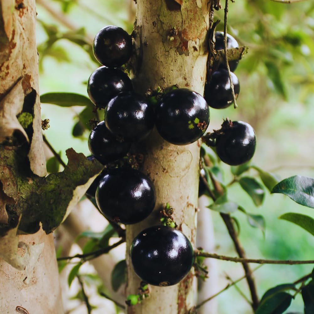 Black Jaboticaba Tree Live Plant, 1 Feet Tall, Brazilian Jabuticaba Grapetree for Gardening Outdoor Indoor