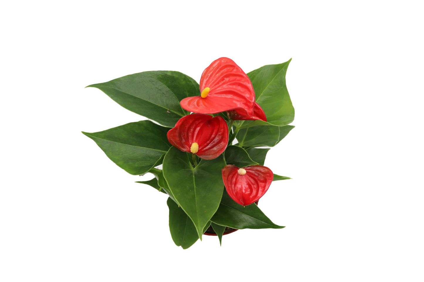 California Tropicals Anthurium Red - Live House Plants Indoor, 4 Inch Pot for Easy Care, Perfect for Office, Home & Flamingo Decor, Real Plant, Plant Gift, Flowering Plants, Sympathy Flowers