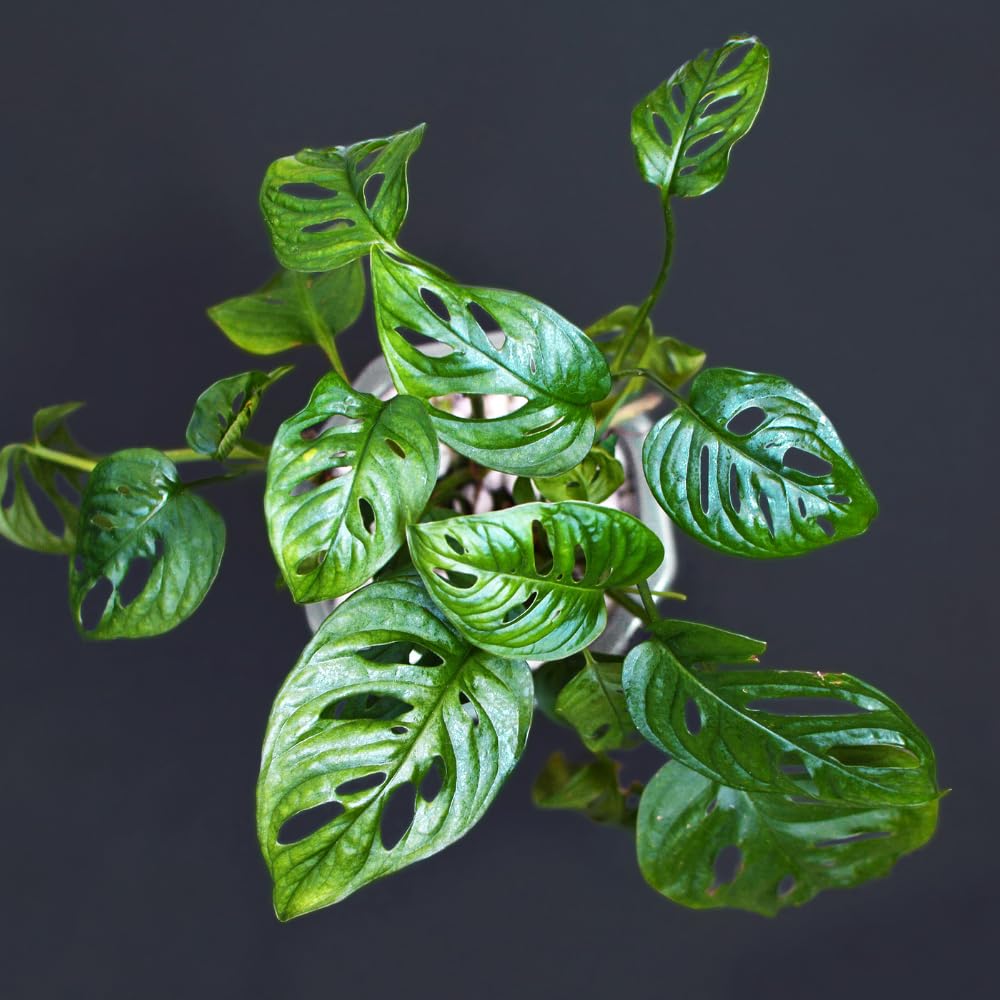 2 Monstera Plants Live, Live Monstera Plants, Swiss Cheese Monstera Plant Live, Swiss Cheese Plant Live Indoor, 4 to 6 Inc Tall