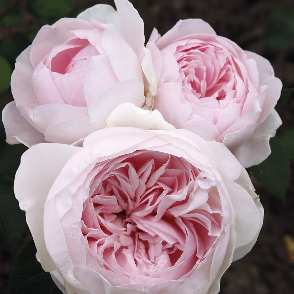 Heirloom Floribunda Roses, Live Own Root Plant for Outdoor Garden, Parfuma® Earth Angel, Exceptionally Fragrant, Hardiness Zones: 5-9, Continual Blooming