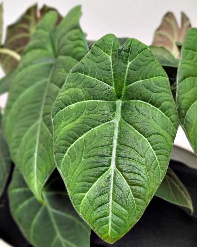 Alocasia Maharani (Grey Dragon) 5-9" Live Plant - Rare Jewel Alocasia with Thick Textured Foliage - Compact Indoor Houseplant - Exotic Living Decor