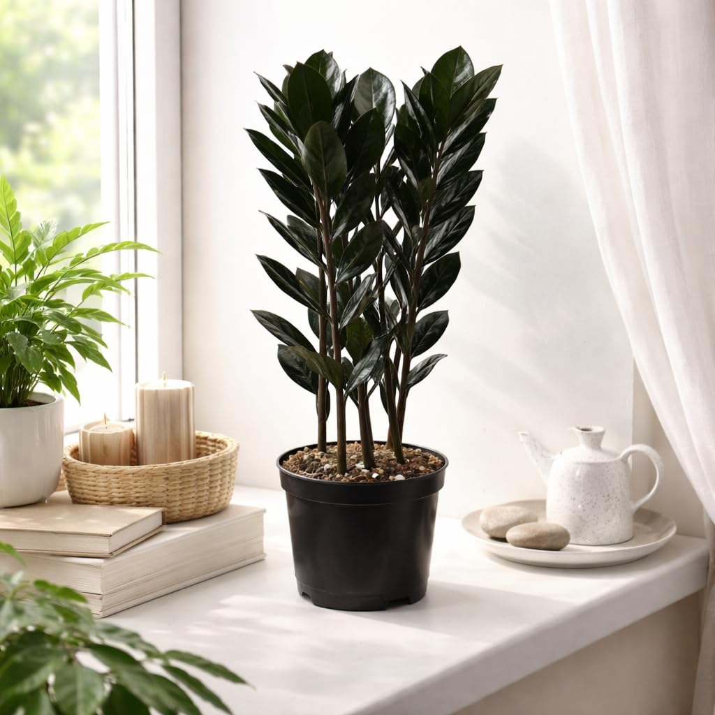 Black ZZ Plant Live Indoor Houseplant in 6 Inch Pot, Raven ZZ Plant, Zamioculcas Zamiifolia, Low Maintenance Potted Plant for Home and Office
