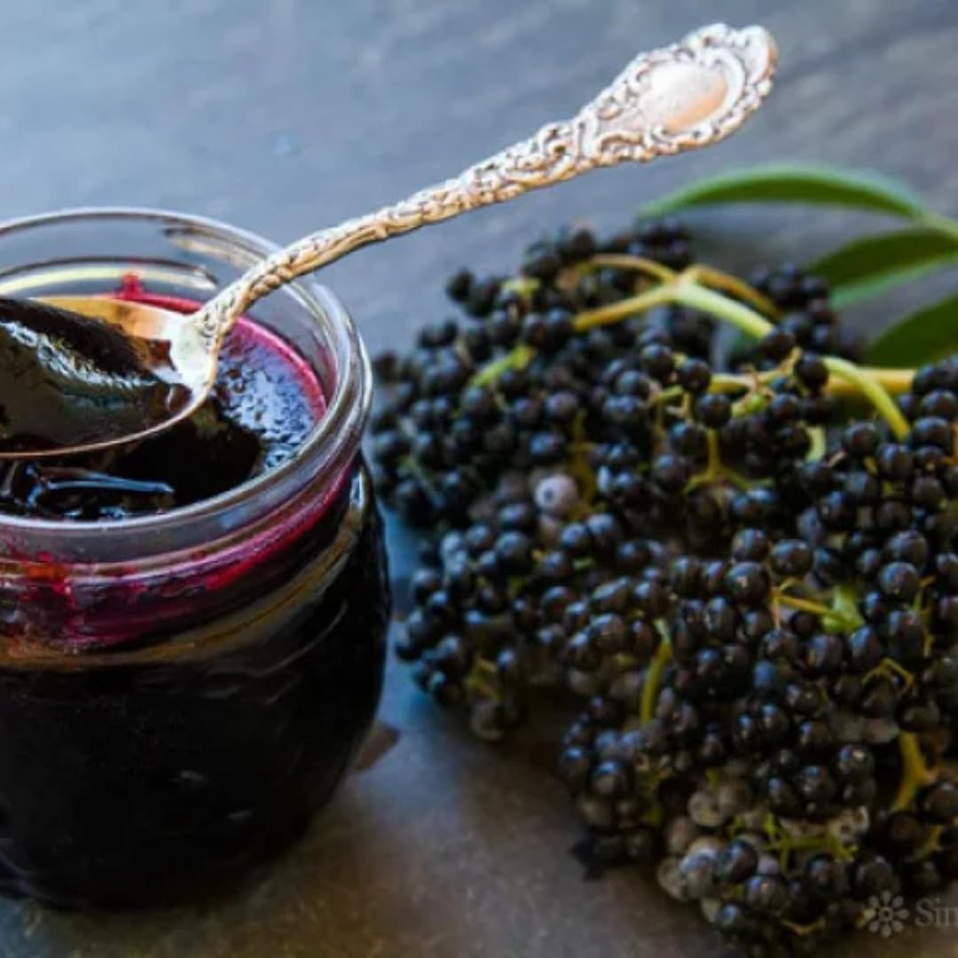 Sweet Elderberry Plant Live Tree 1 Year Old, Perennial Fruiting Shrub, 6-10" in Tall, Spring Planting Outdoor