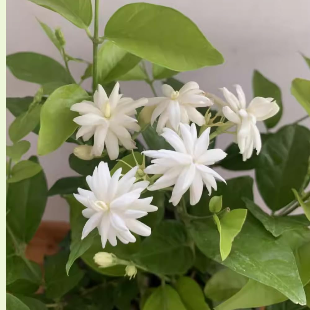 2 Jasmine Plants Live, Jasmine Flower Plant Indoors Outdoors, Climbing Vine Plant, 5 to 8 Inc Tall