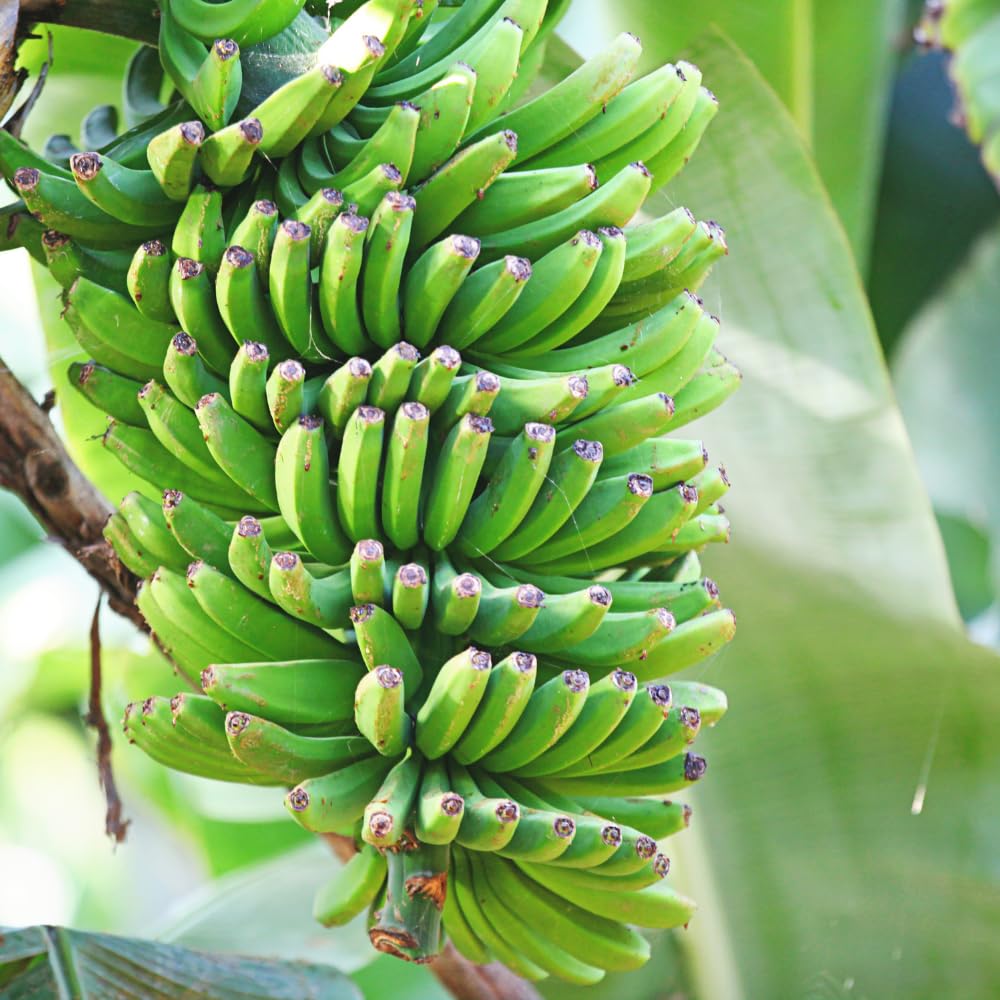 Live Banana Plant, Sweet Fruit Banana Tree, Tropical Plant, Well-Rooted, 4-7 Inches Tall, Ready for Planting (Grand Nain Banana)