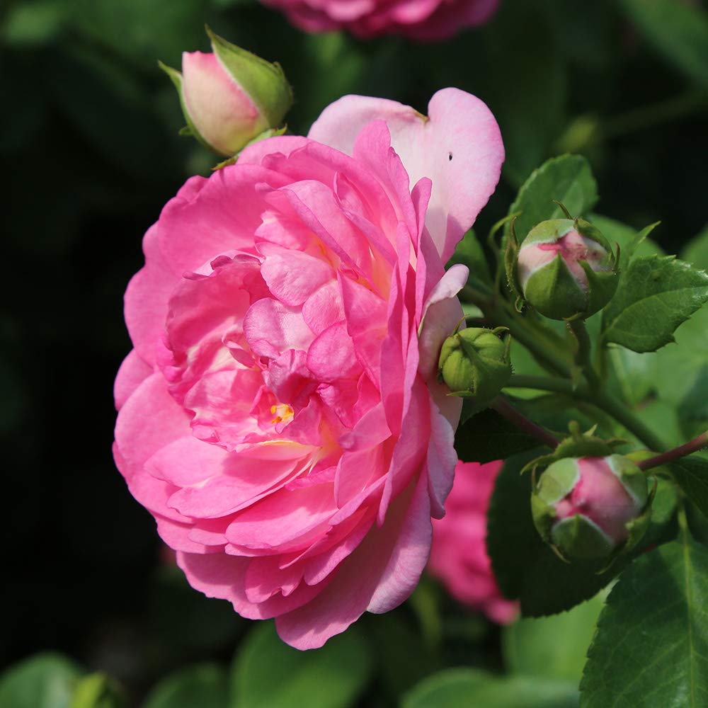 Heirloom Climbing Roses, Live Own Root Plant for Outdoor Garden, Arborose® Jasmina, Moderately Fragrant, Hardiness Zones 5-10, Continual Blooming