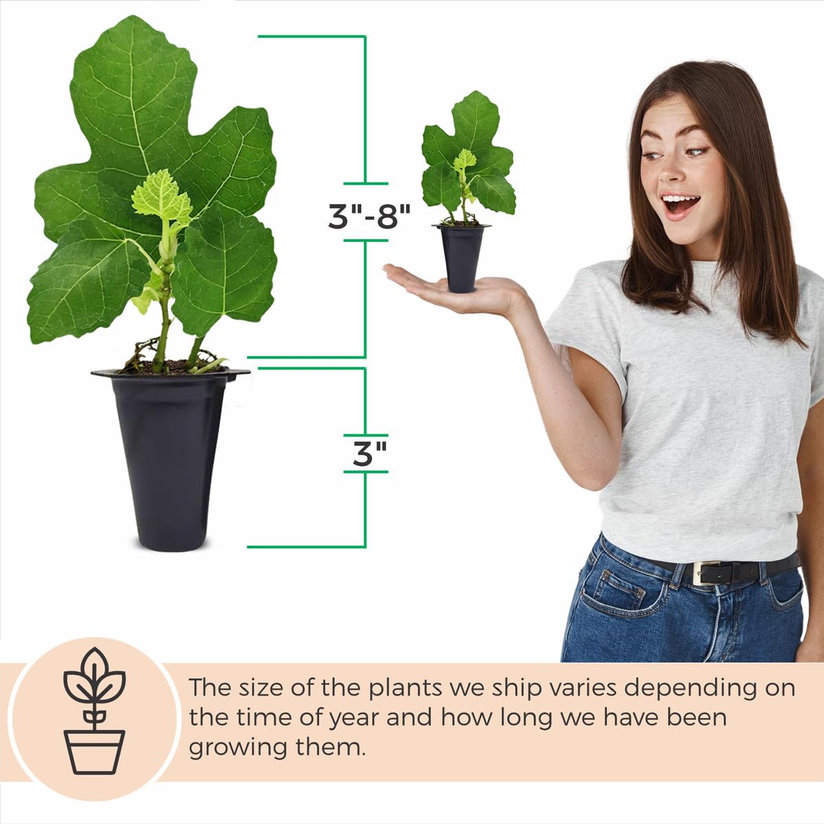 Fig Tree. Set of 4 Starter Live Plants (Collection)