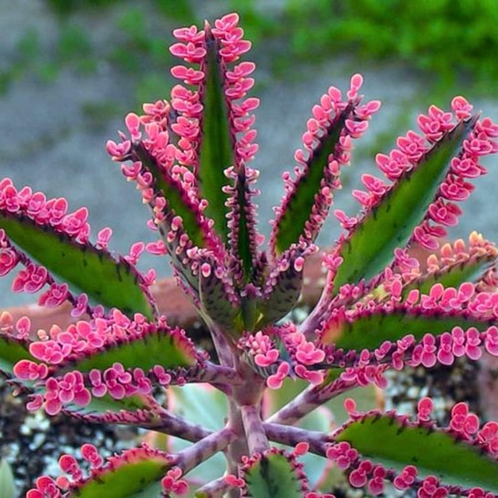 Kalanchoe Plant Live, Mother of Thousands Live Plant in 2" Pot, Rare Succulent Indoor Houseplant (Pink Butterfly Kalanchoe)