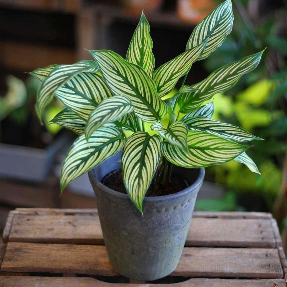 Calathea Vittata Live Plant for Indoor | Different Houseplants in 4'' & 6'' Pot | Real House Plant for Living Room, Office, Desk & Bathroom | Peacock Plant | Zebra Plant