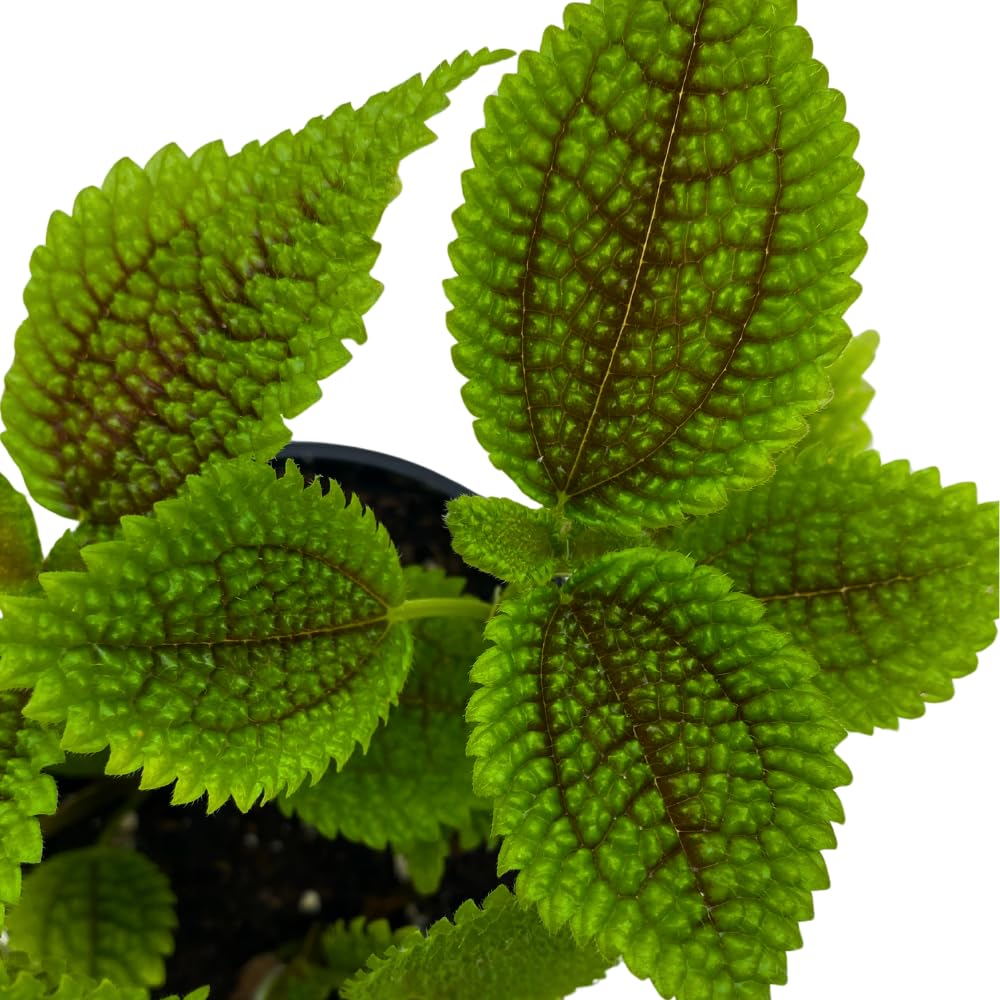 BubbleBlooms Pilea Mollis Moon Valley in a 4 inch Pot Friendship Plant