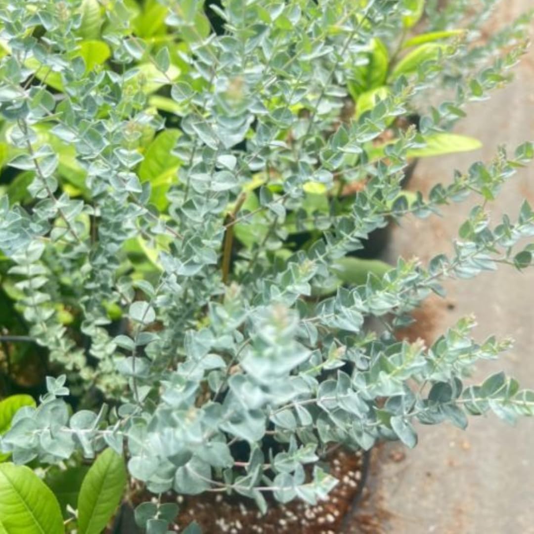 Live Eucalyptus Eucalyptus Plant Tree, Indoor Outdoor Fragrant Baby Blue Eucalyptus 5-9 Inc Tall, No Pot