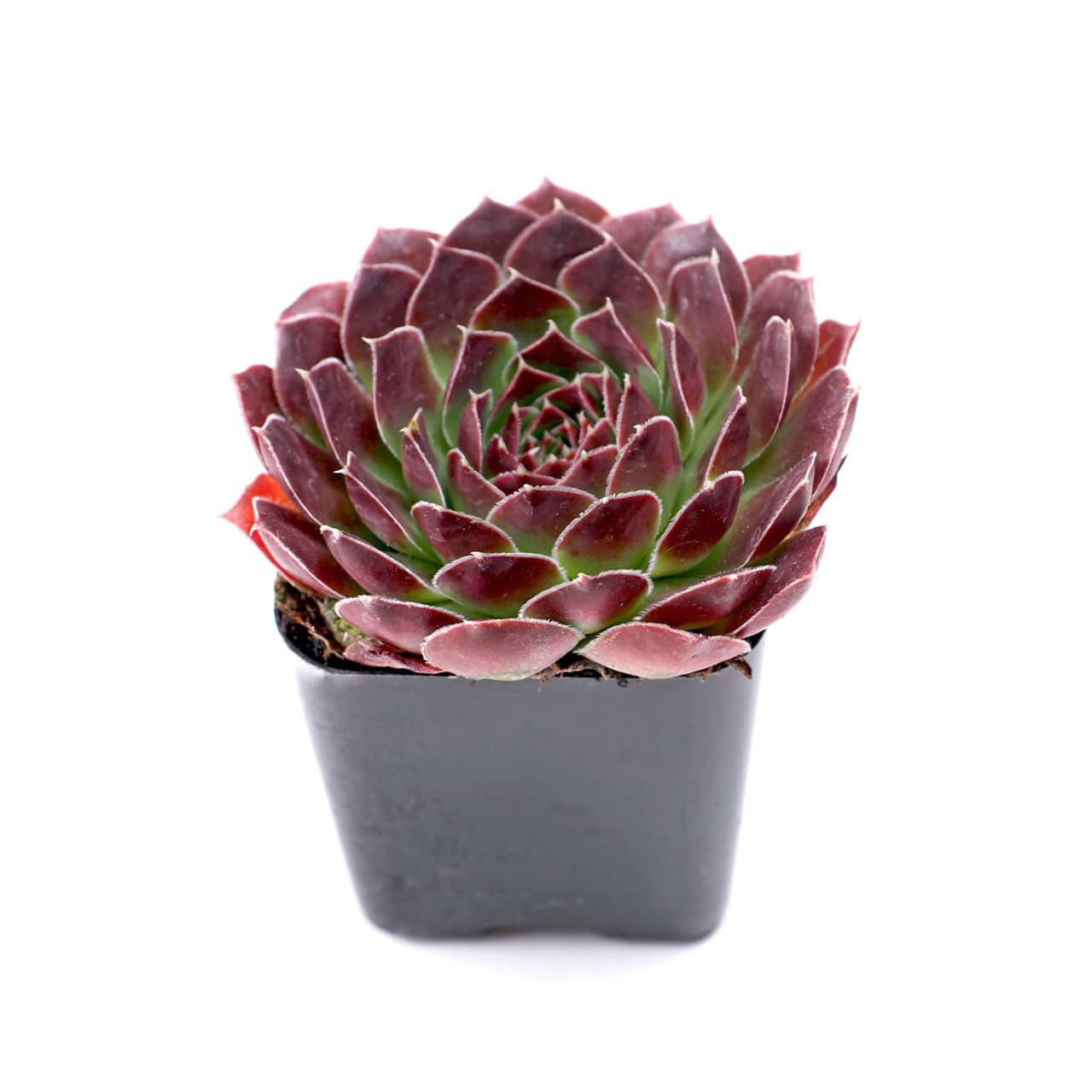 Mountain Crest Gardens Sempervivum Succulent Variety Pack - 6 Hardy Live Rosette Plants, No Repeats, Rooted in 2 Inch Pots - for Rock Gardens, Containers, DIY Displays