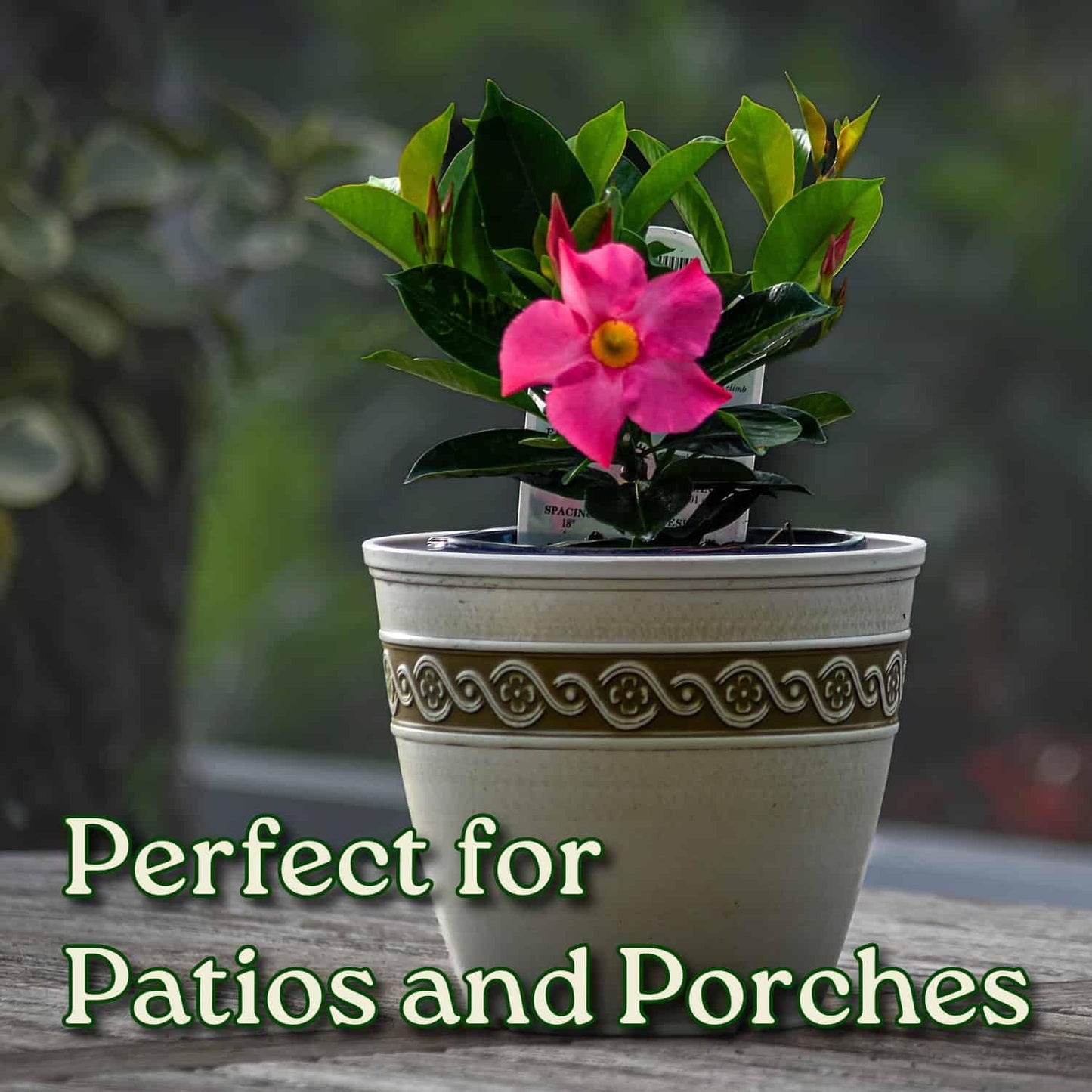 Tropical Plants of Florida Pink Dipladenia Live Plant - 1 Gallon 14 Inch Tall Tropical Flowering Bush Indoor Outdoor Patio Plant Mandevilla