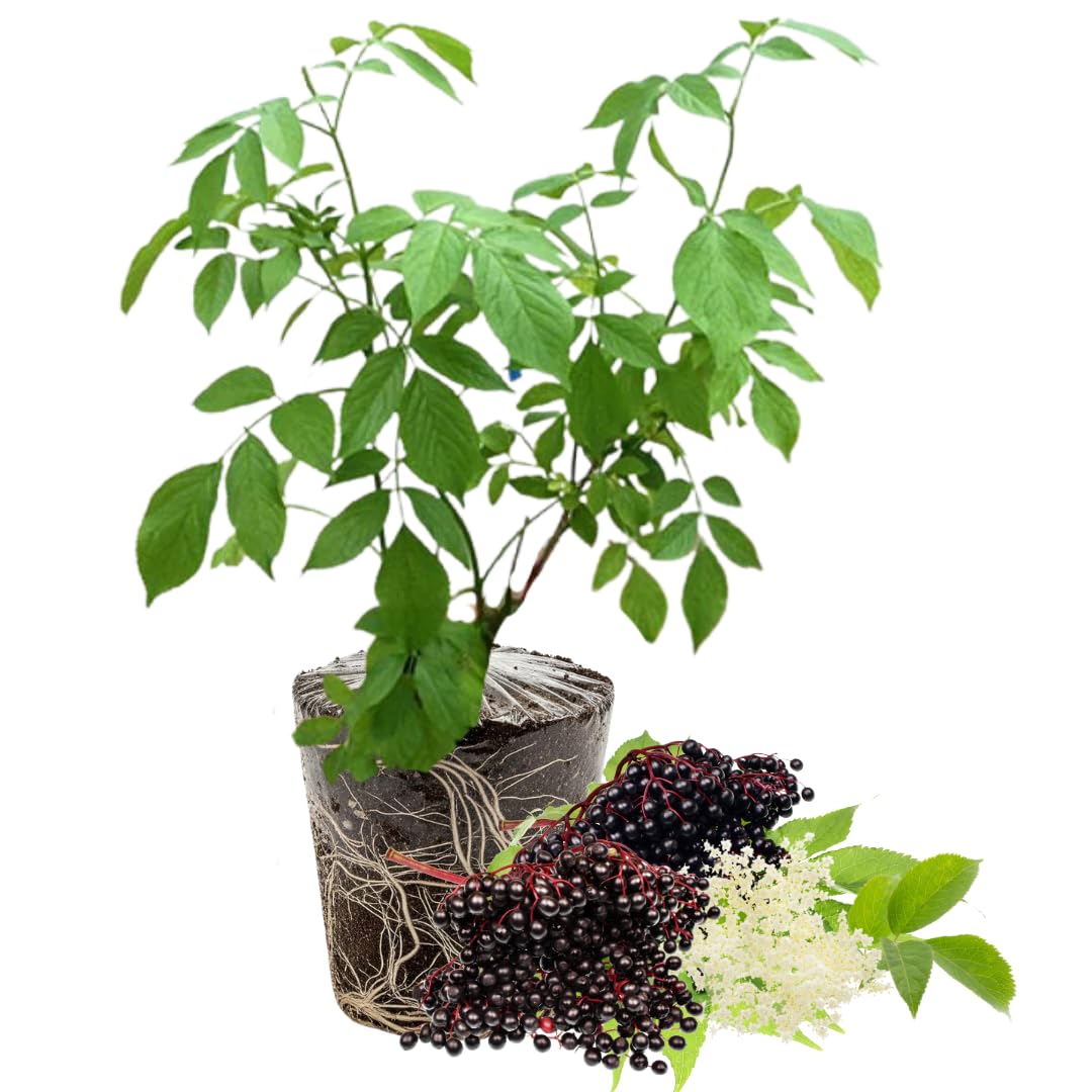 Black Elderberry Bush, Elderberries Plant Live for Planting, 6 to 12 Inch Tall, Fruit Tree Live Plant
