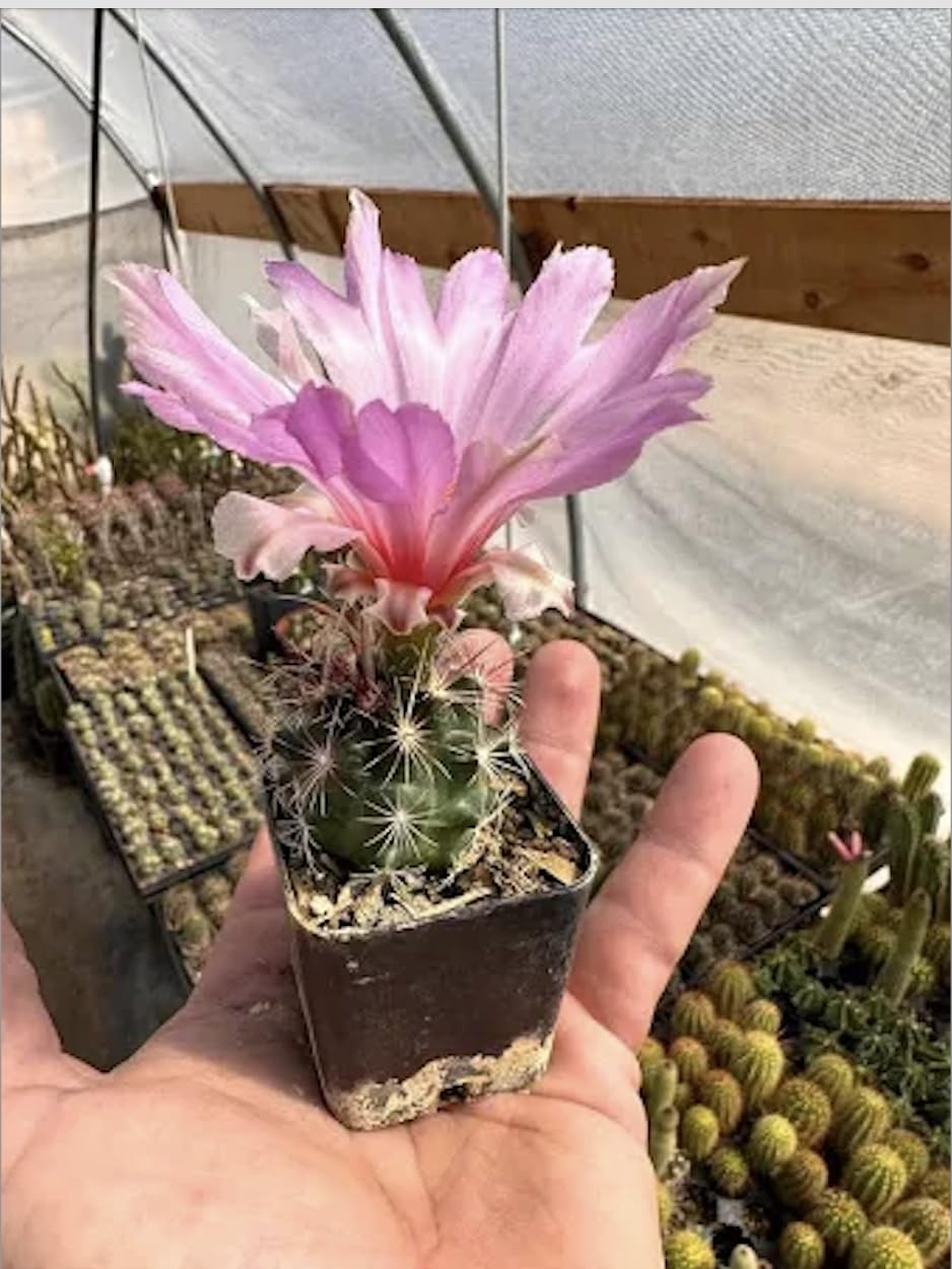 Glory of Texas Cactus (Thelocactus Bicolor) - Live Plant - Award-Winning Blooms - Attracts Pollinators