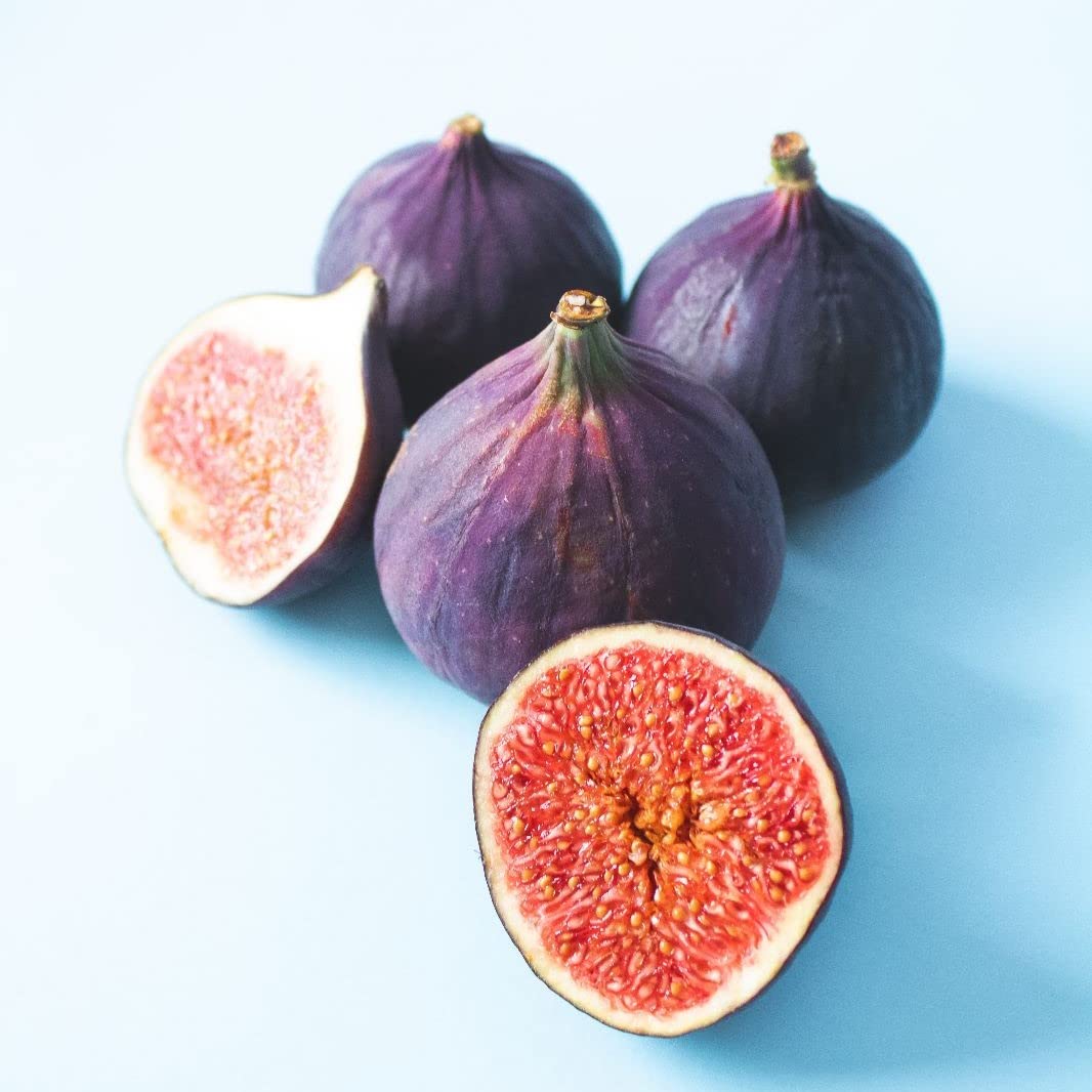 Fig Tree Violette de Bordeaux Live for Sale (4 Pack) | Easy to Grow Plants | Edible Fruit Plant for Sustainable Living | Grow Your own Food on Your Edible Organic Garden| Live for Planting| No Seeds