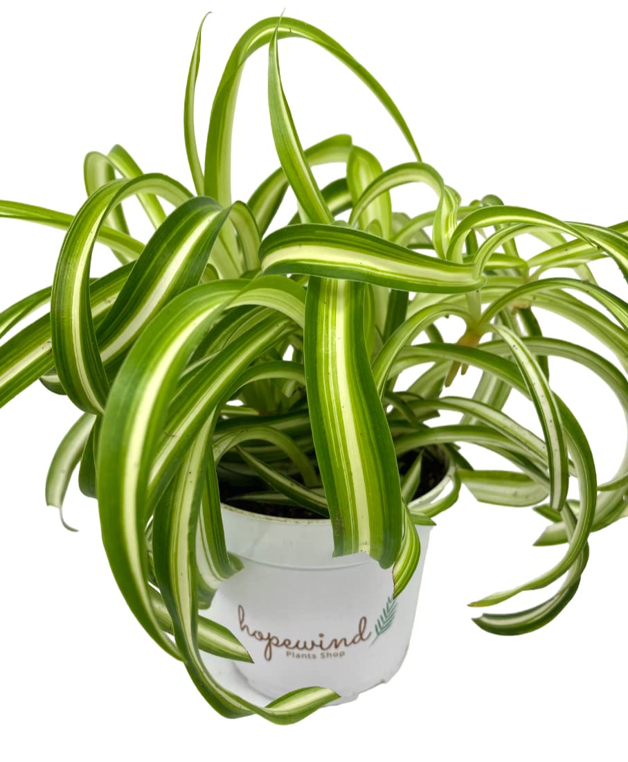 Bonnie Curly Spider Plant, Variegated Curly Leaves, Easy to Care and Grow Attractive Plant in 4 inch Pot - Hopewind Plants Shop