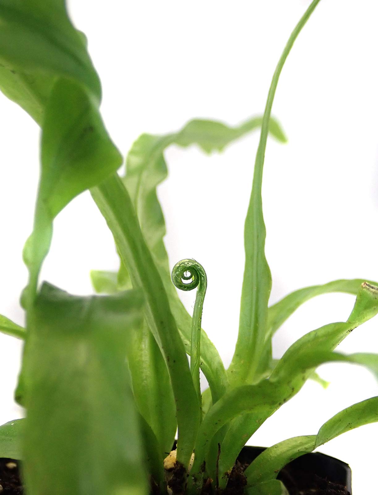 Sprig & Stone Live Mini Ferns Terrarium Plants (Victoria)