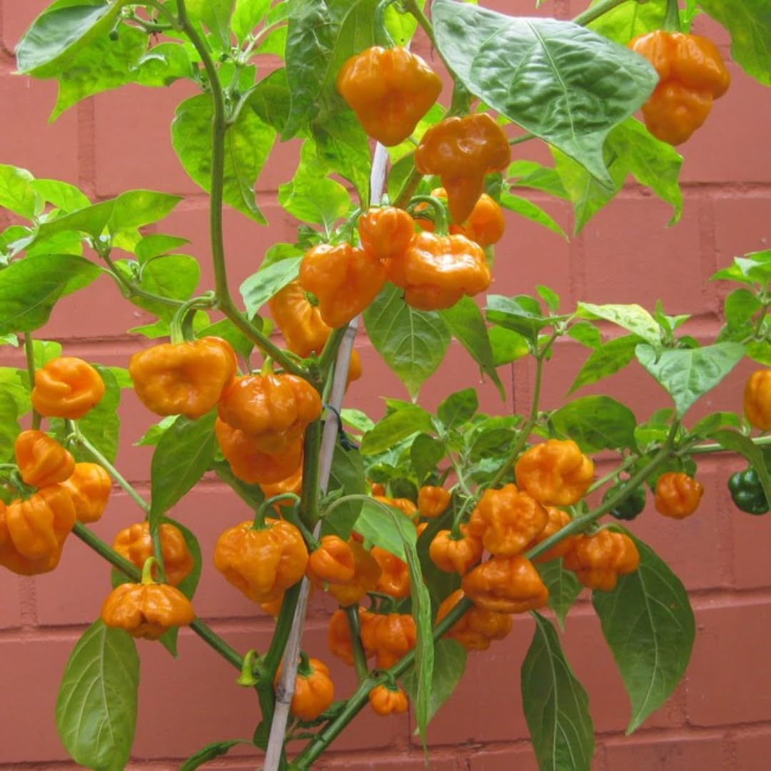 Live Yellow Scotch Bonnet Pepper Plant in 4 Inch Pot, 4–7 Inch Tall Seedling, Jamaican Hot Pepper Plant for Garden or Container Growing