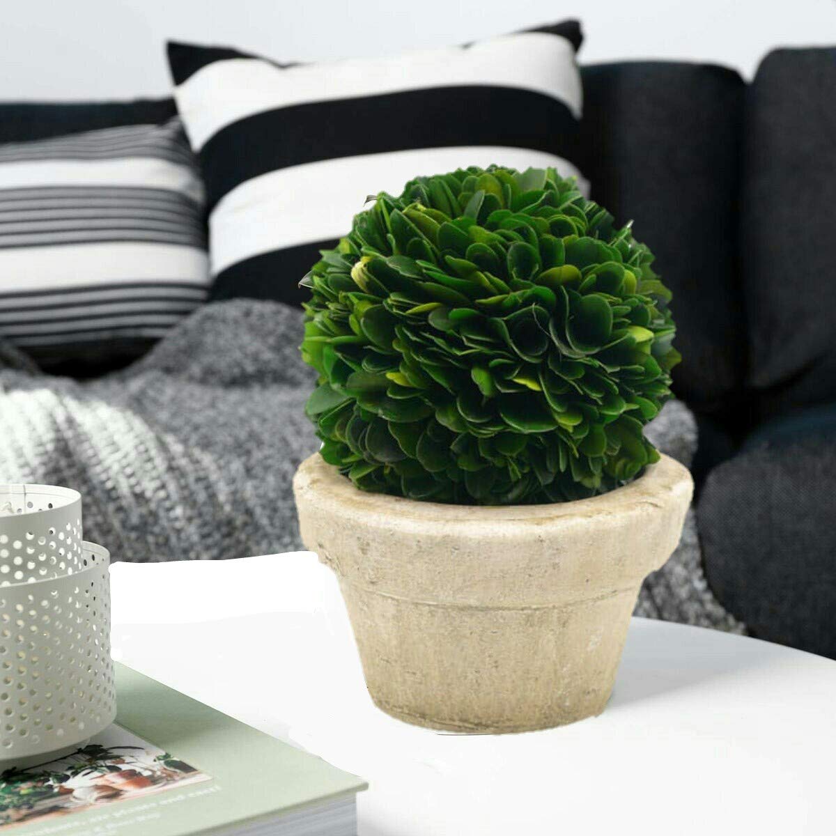 Serene Spaces Living Preserved Boxwood Ball with Small Pot – Boxwood in Planters, Preserved Plant for Boxwood Table Decor, Centerpiece, Measures 5.5" Tall & 4" Diameter, Single