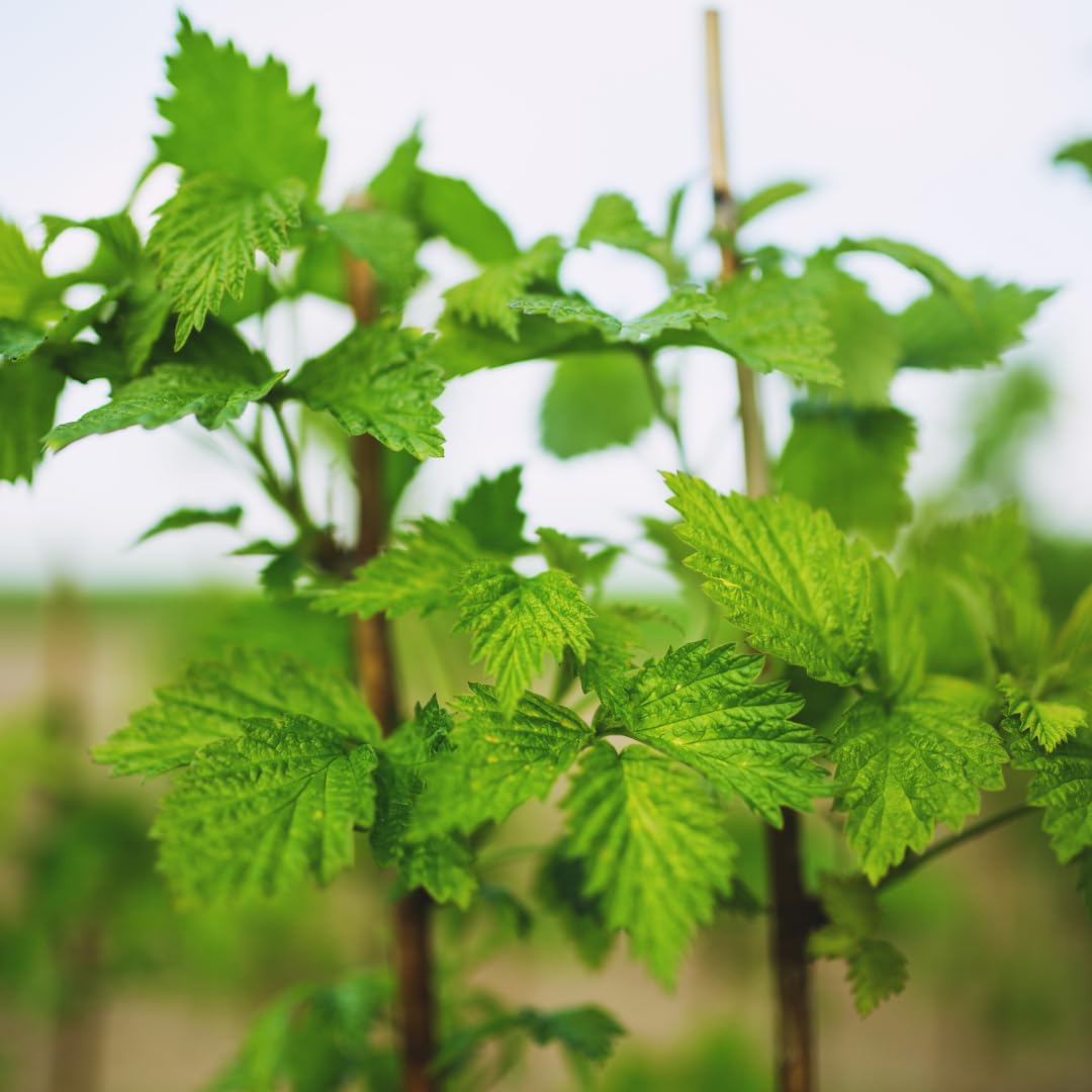 Live Red Raspberry Plant, Sweet Berries Plant, 3 Inch Pot, Ready for Planting