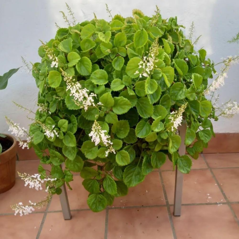 2 Green Swedish Ivy Plants Live in Potted, Live Swedish Ivy Plant, 3 to 5 Inc Tall, House Plant Live, Green Plectranthus Fragrant Plants