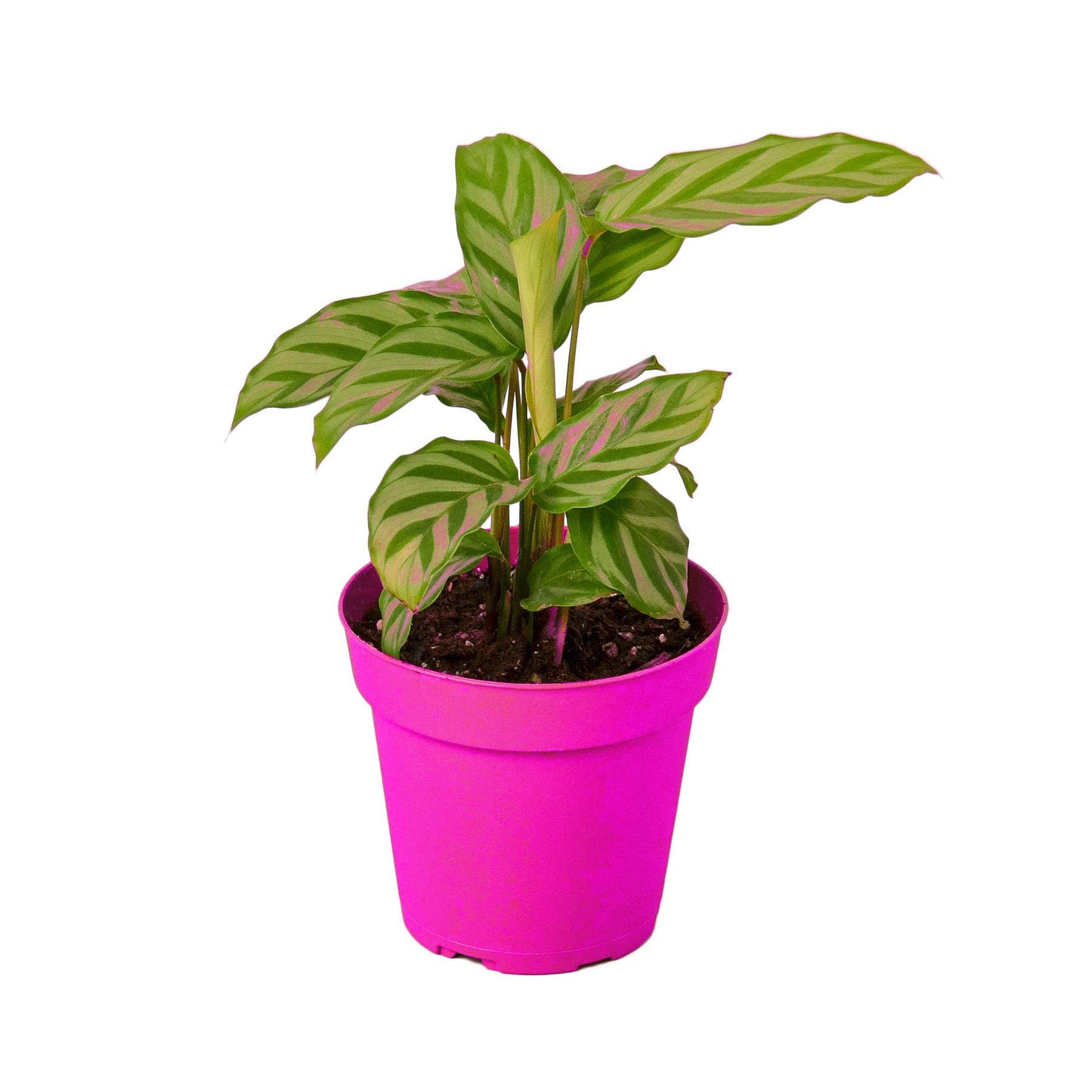 Calathea Concinna 'Freddie' in 4in Pot - Live Tropical Houseplant - Easy to Grow | Air Purifying | Pet Friendly | Variegated | USA Growers | The Snobby Leaf