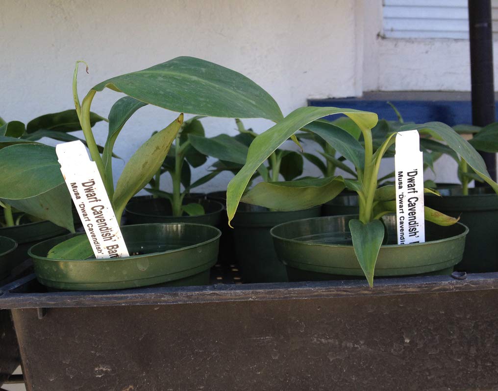 Dwarf Cavendish Banana Plant - Live Banana Plant - Dwarf Banana Plant