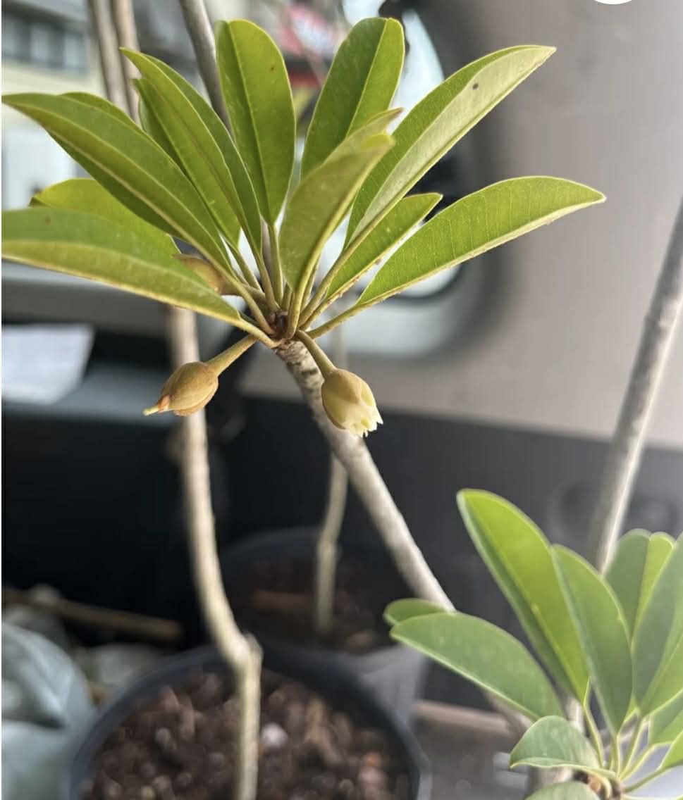 Grafted Sapodilla Tree, The Sapodilla Tree Already has Fruit. 3 to 4 Feet Tall, No Ship to CA and Hawaii.