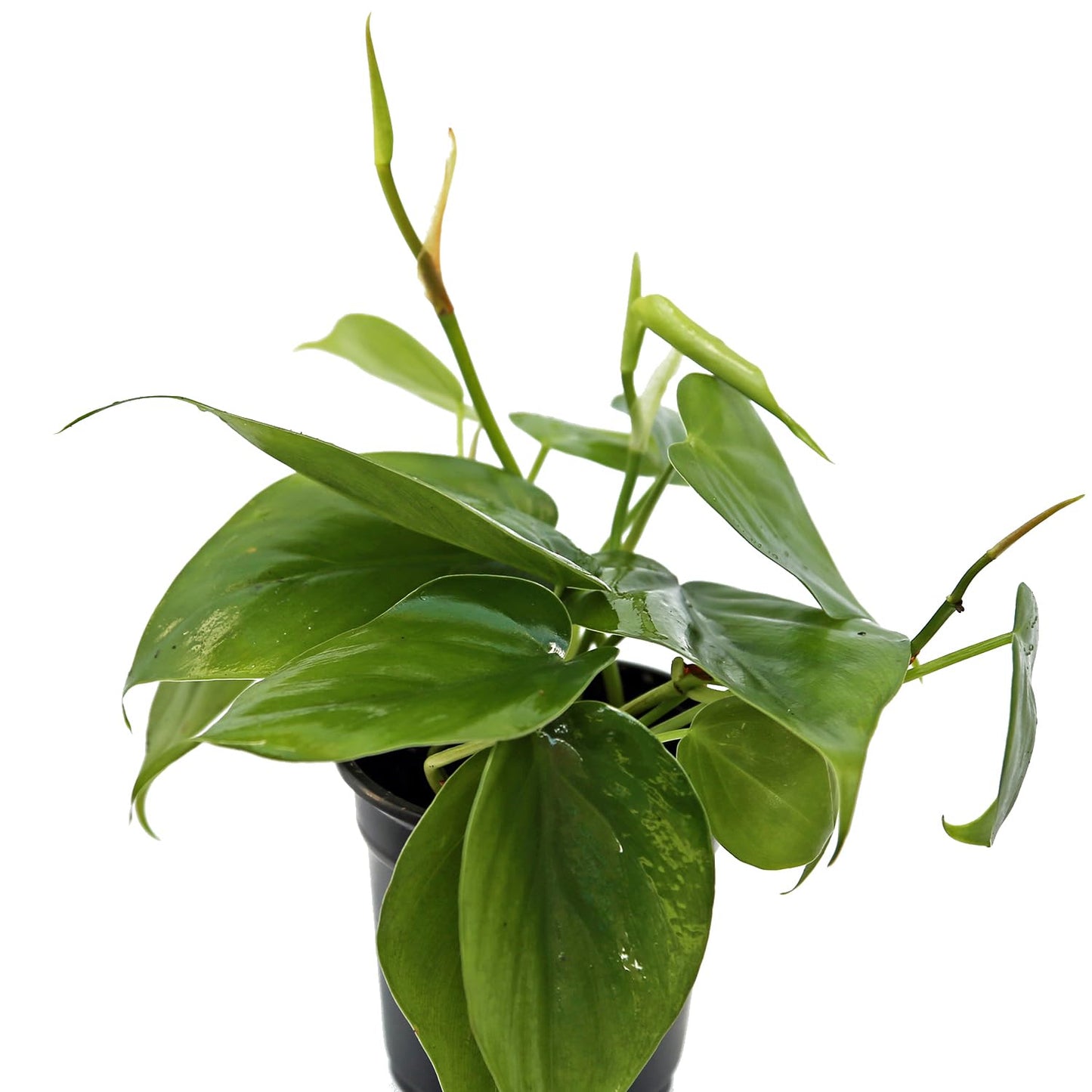 4 Pack Live Heartleaf Green Philodendron, Philodendron Hederaceum, Indoor Potted Vine Houseplant, Christmas Gift, Office Plant, Trailing Gardening Gift, Birthday Gift in 4" Pot