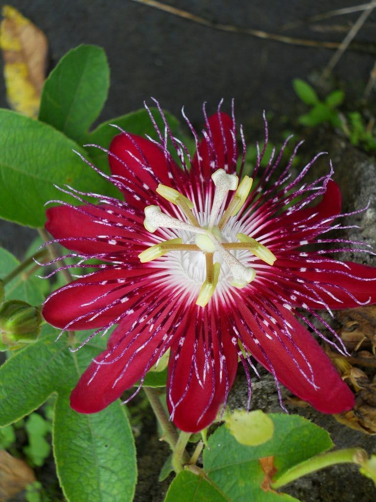 Live Plant - Lady Margaret Red Burgundy Passion Flower Vine Fragrant Live Plant Passiflora