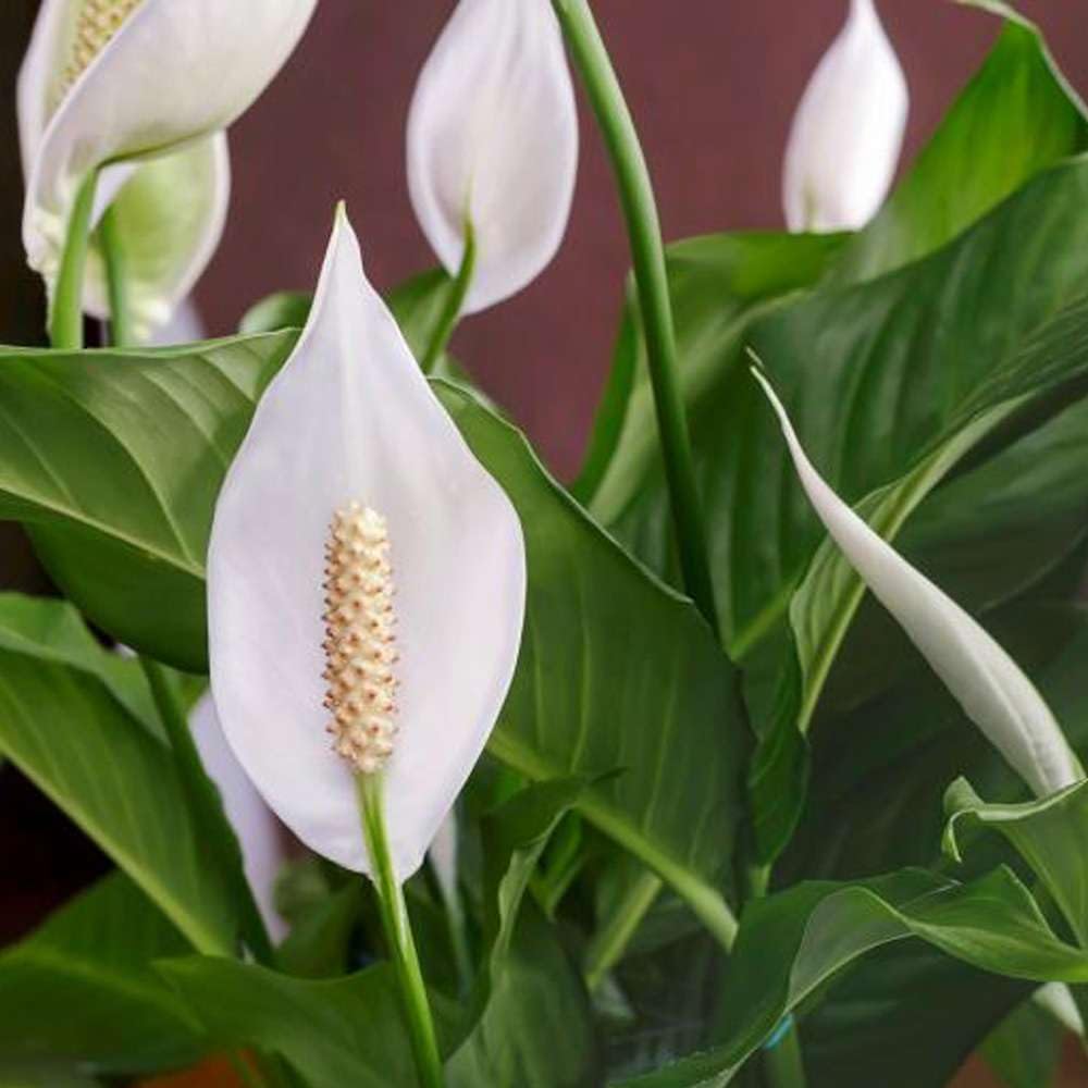Spathiphyllum 'Peace Lily' Live Plant for Indoor | Different Houseplants in 4'' & 6'' Pot | Real House Plant for Living Room, Office, Desk & Bathroom | Peace Lily | Spathiphyllum