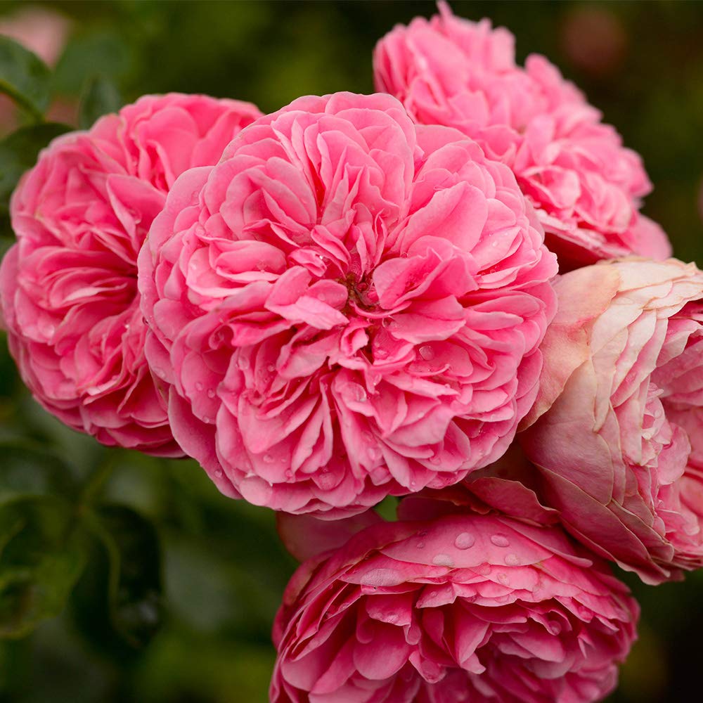 Heirloom Roses Rose Plant - Leonardo Da Vinci® Pink Rose Bush, Live Shrub Rose Plant for Planting Outdoors