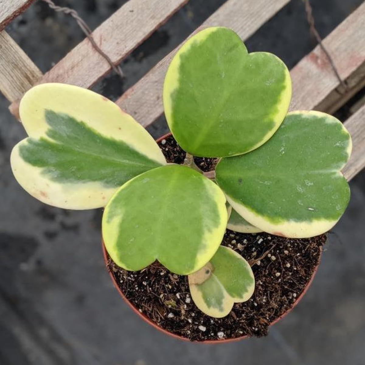 Variegated Hoya Kerrii Live Plant - Pack of 2 Pots, Each Plant in 4 Inch Pot, Hardy Vine Hoya Plants Live Houseplants