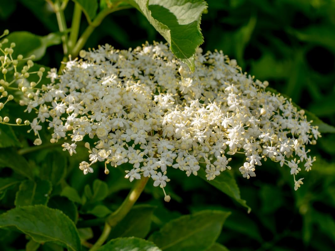 Pack 3 American Elderberry Trees Live Plants for Planting, Sambucus Canadensis Black Elderberry Bush Live Plants, Elderberry Plants Live 6-12 Inch Tall, Sweet Elderberries Fruit Trees, Bareroots