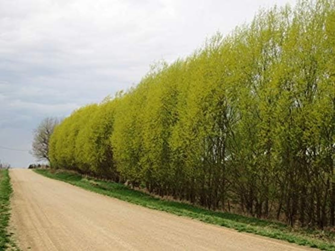 Willow Hybrid Trees for Privacy - Fast Growing Austree Willow Cuttings (10 Cuttings)