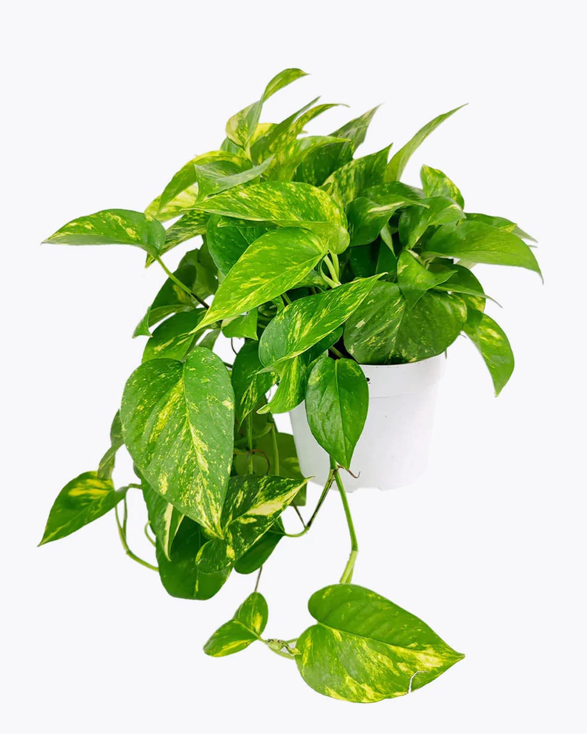 Golden Pothos (4" Grower Pot) - Trailing Easy to Grow Houseplant - Best Air-Purifying Houseplant for Home and Office Decoration