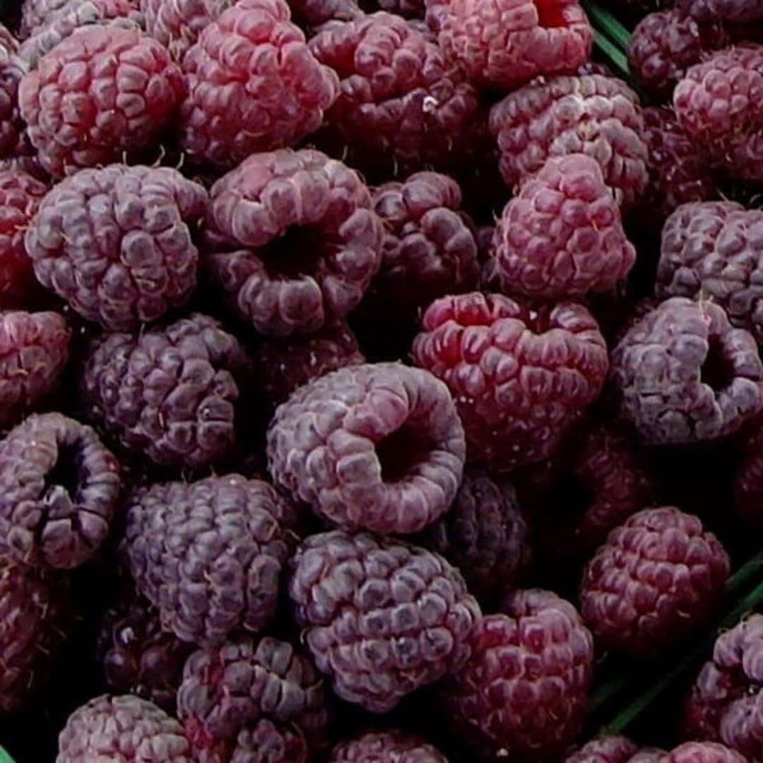 Set of 2 Raspberry Plants Live, Sweet Raspberry Bushes, 5-8 Inches Tall, Well-Rooted, Ready for Growing (Glencoe Raspberry)