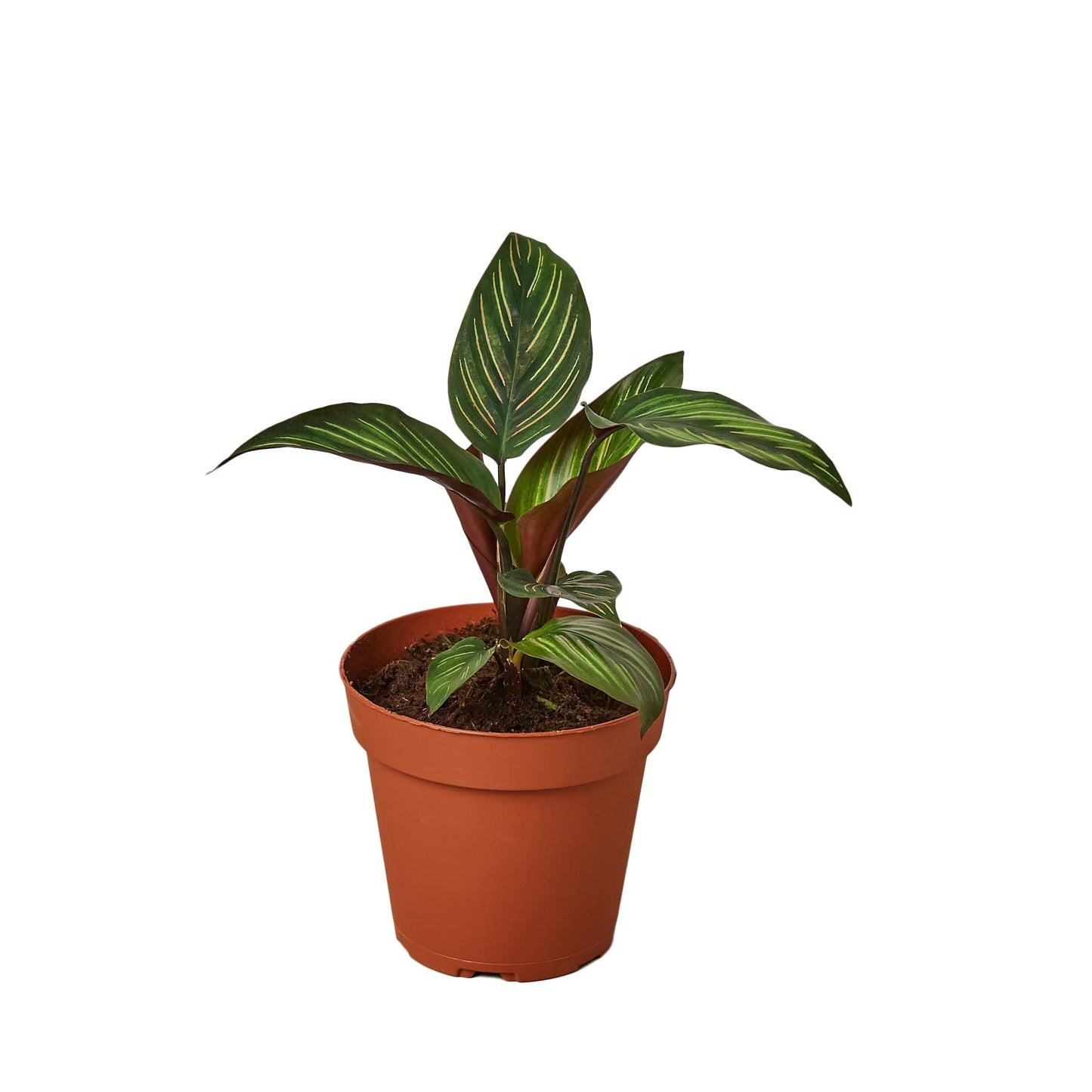 House Plant Shop | Calathea 'Beauty Star' - 4" Pot | Live Indoor Plant | Easy to Care | Natural Décor Plant | Great Gifts| Free Care Guide