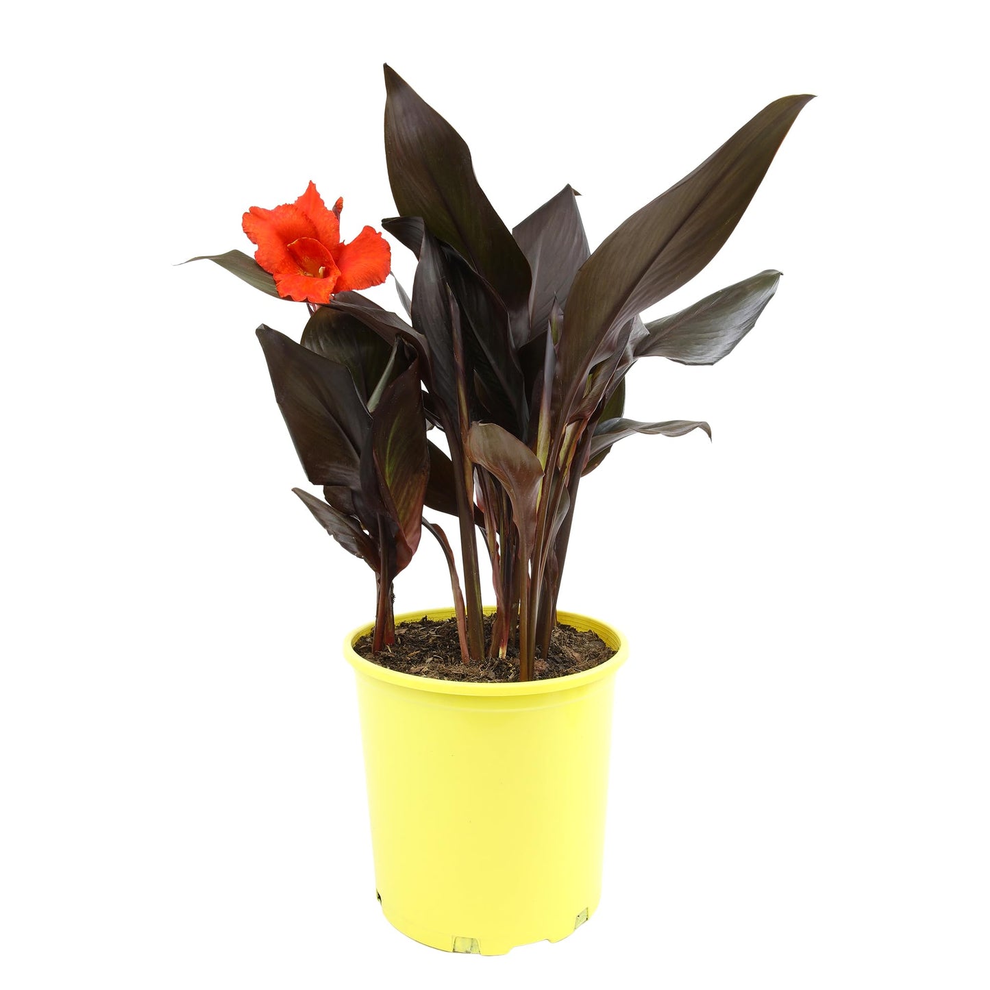 Canna Lily 'Lava Rock', Live Lilies, Garden Perennial Outdoor Plant, Blooms Red Flowers in 4 qt. Grower Pot by Plants for Pets