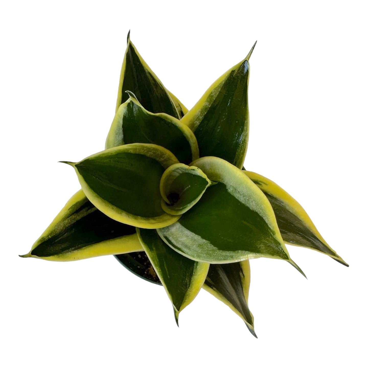 Live Plant, Snake Plant, Indoor Plant, Sansevieria, Air Purifying, Easy Care, 4 inch Pot by Hopewind Plants Shop (Black Star (Black Gold))