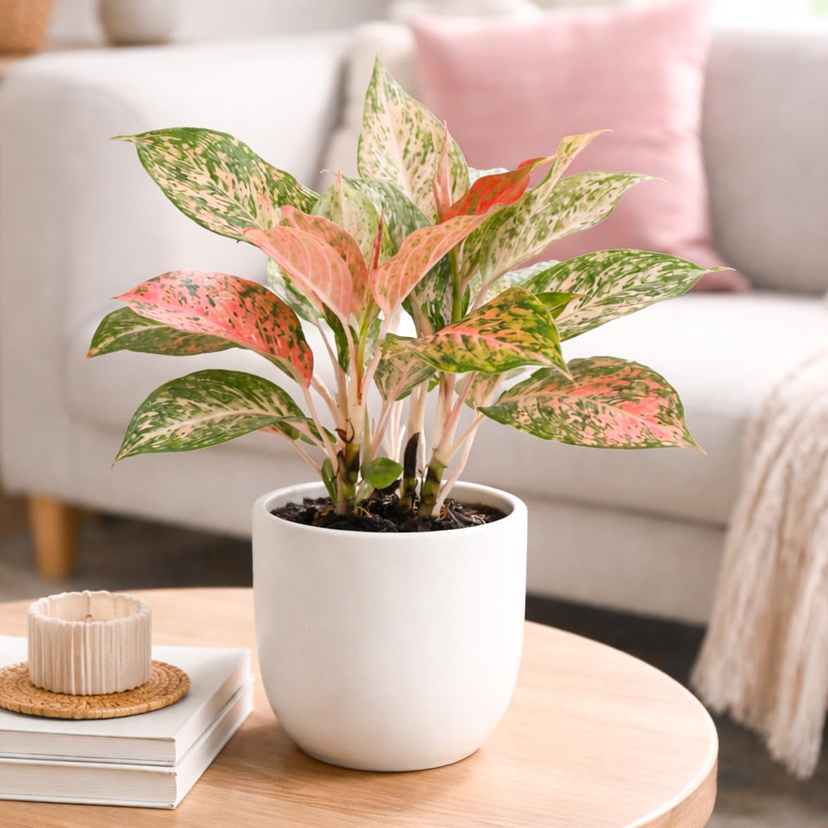 Chinese Evergreen 'Lady Valentine' (6 inch) - Air-Purifying Houseplants - 4/6 inch Unique Live Decorative Houseplants - Low-Maintenance Indoor Plants, House Warming Gift, Natural Air Purifier