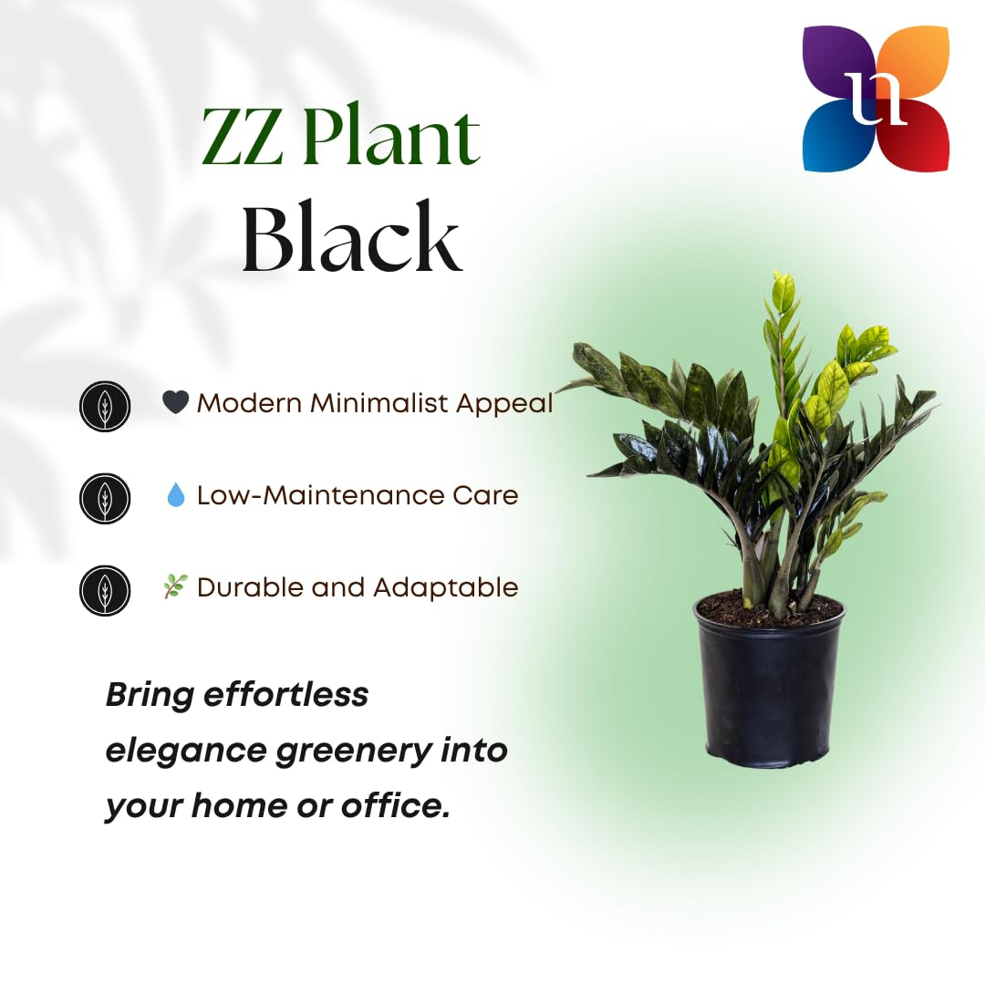 United Nursery Black ZZ Plant – 10-Inch Grower Pot – 24–26” Tall – Zamioculcas zamiifolia ‘Black’ – Low-Light, Easy-Care Indoor Plant with Glossy Dark Foliage – Modern Tropical Houseplant