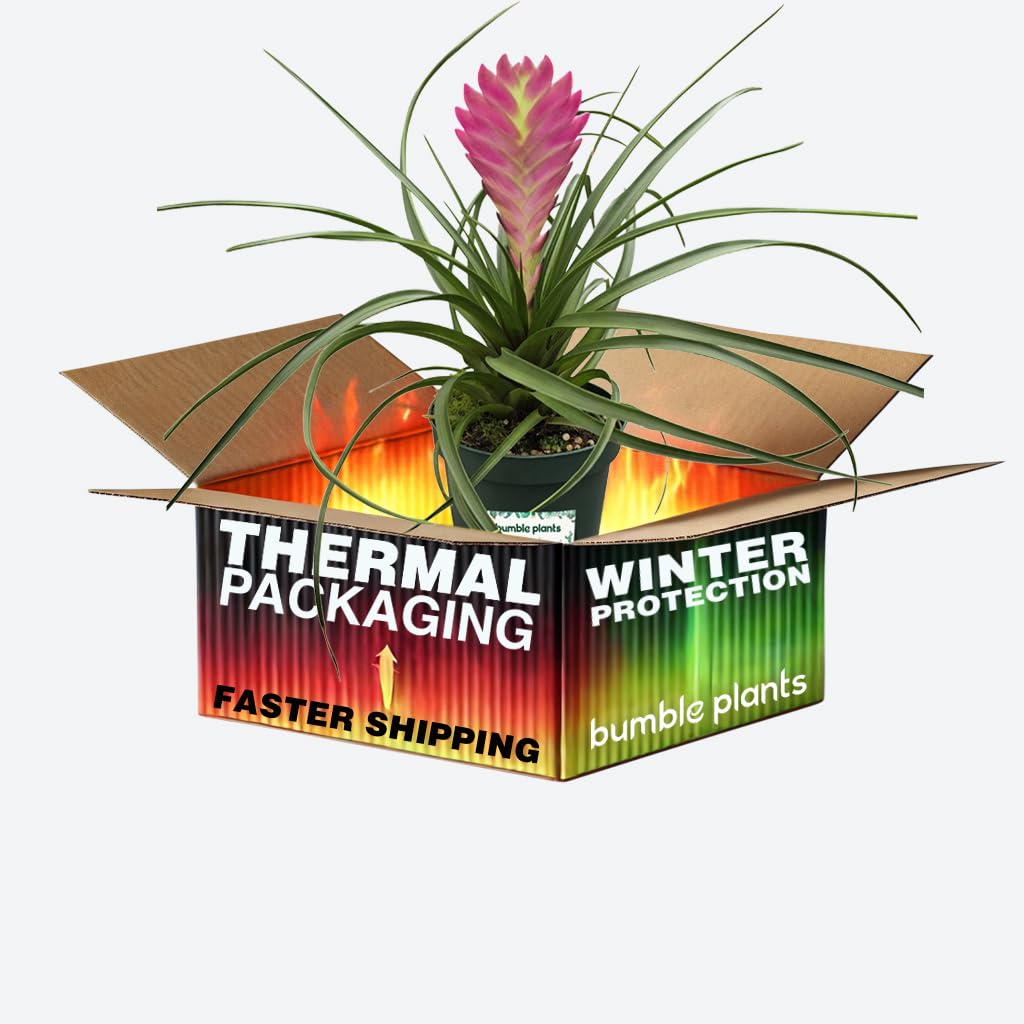 Bumble Plants Tillandsia Cyanea 'Pink Quill' Bromeliad Live Plants [Winter Thermal Packaging Included] | Vibrant Indoor Air Plant with Long-Lasting Pink Bracts& Purple-Blue Blooms, Pet-Friendly