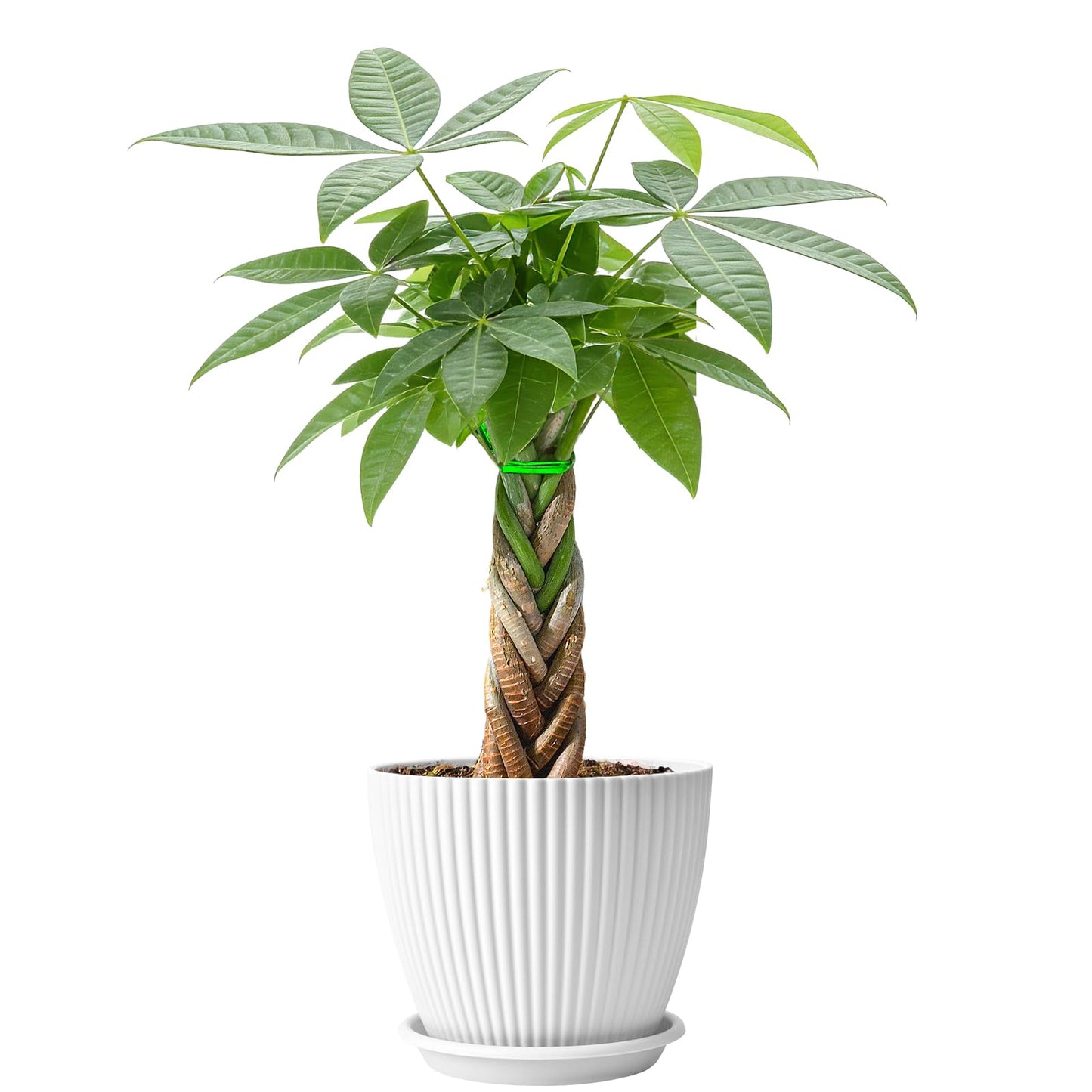 Sprout N Green 8-10" Money Tree with 5 Lucky Braid, Live Plant with White Stripe Pot, Decoration for Indoor Home Office Tabletop Windowsill Side Table, Housewarming Christmas Gift