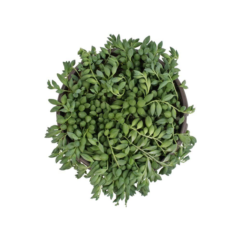 Raindrops Succulents Plants Live in Hanging Planter, Succulent Plant Basket Indoor Plants, Live Succulents Plants, Hanging Plants Succulents Live Trailing Succulent Plants Live by Plants for Pets