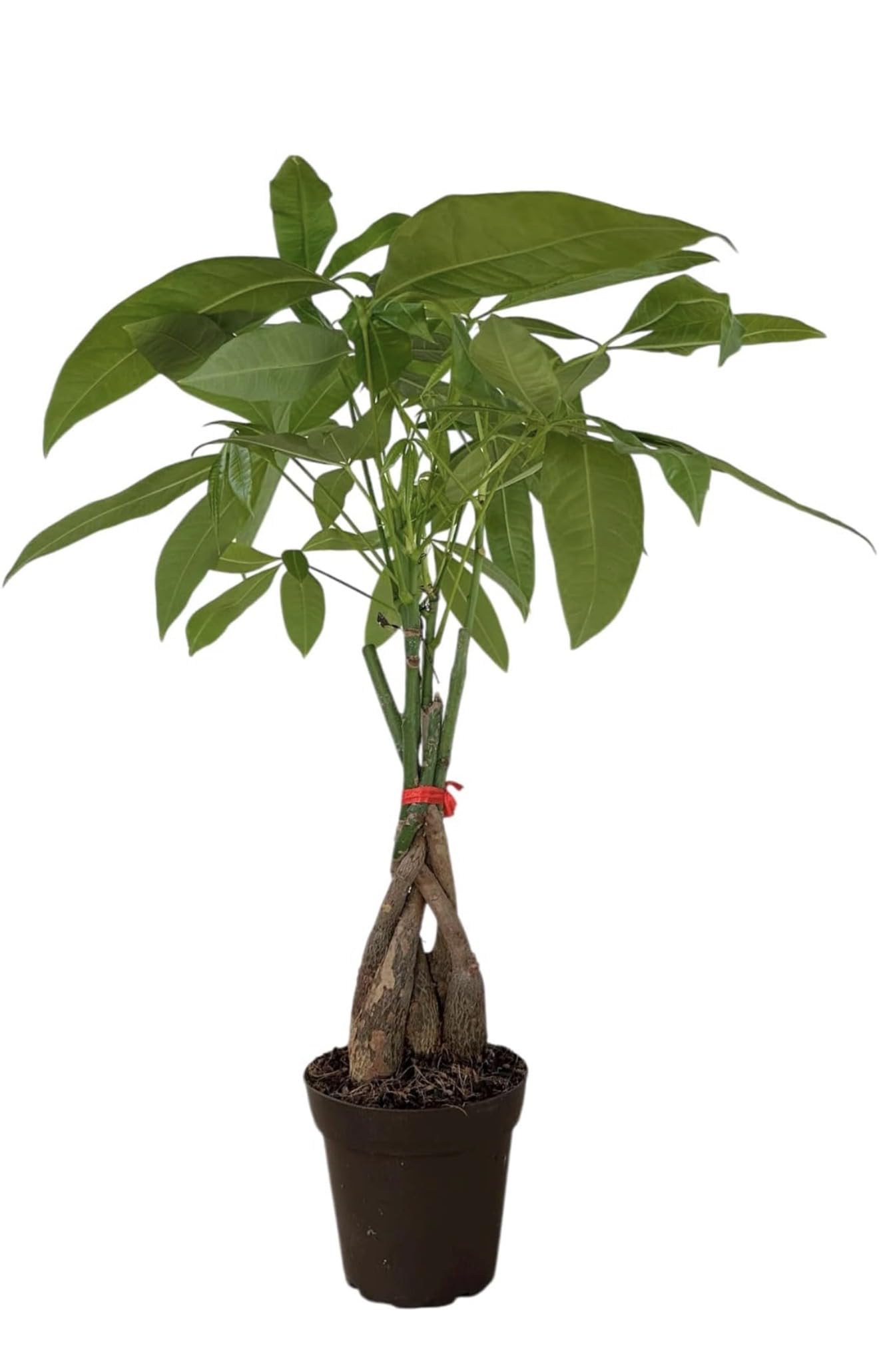 Hopewind Plants Shop Money Tree Live Indoor Plant | 14-22 Inches Tall Bonsai | Easy to Grow Houseplant | Home, Office, or Room Decor | Birthday, Housewarming Gift in 4 Inch Pot