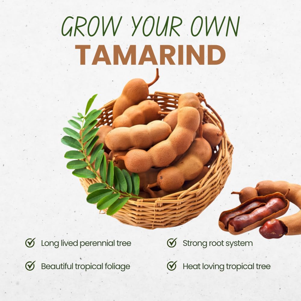 Tamarind Tree Live Plant, Sweet Tamarind Plant Live, Well Rooted 3 Feet Tall, 3 Gallon Pot, Tropical Fruit Tree for Patio and Garden